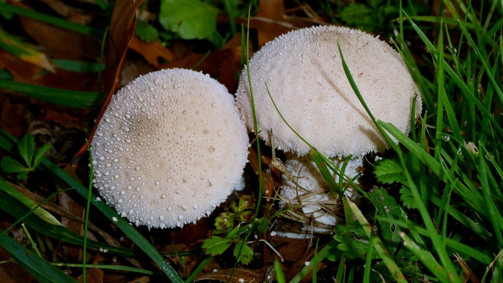 Lycoperdon perlatum · November 2025 · photo: © patricklm35 (iNaturalist, cc0)