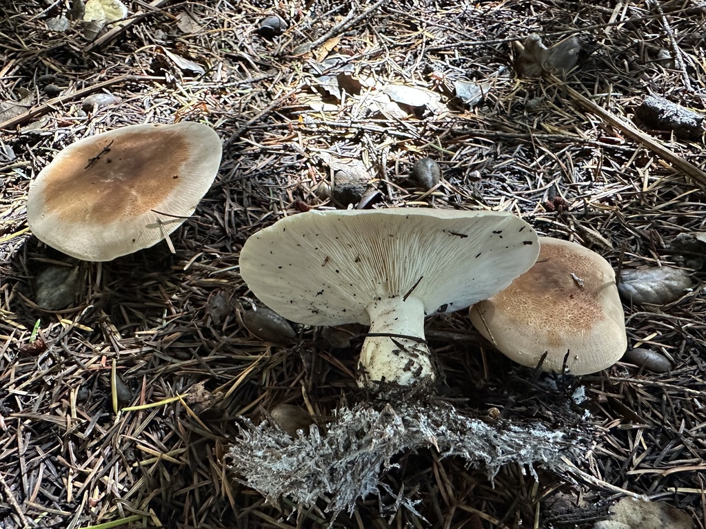 Leucopaxillus gentianeus · November 2025 · photo: © ocean_beach_goth (iNaturalist, cc-by)