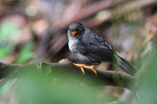 Slaty-backed Nightingale-Thrush (Catharus fuscater), photo 4