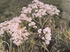 Crambe tataria