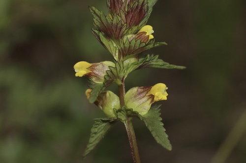 Little Yellow Rattle (Rhinanthus groenlandicus)