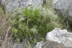 Mundulea