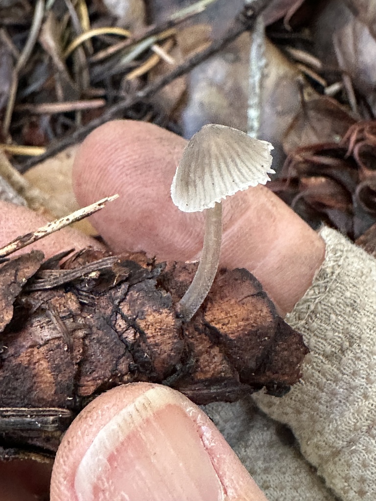 Mycena leptocephala · November 2025 · photo: © ocean_beach_goth (iNaturalist, cc-by)