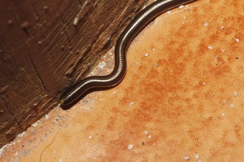 Vindum's Worm Snake