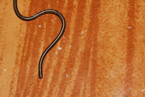 Epictia vindumi