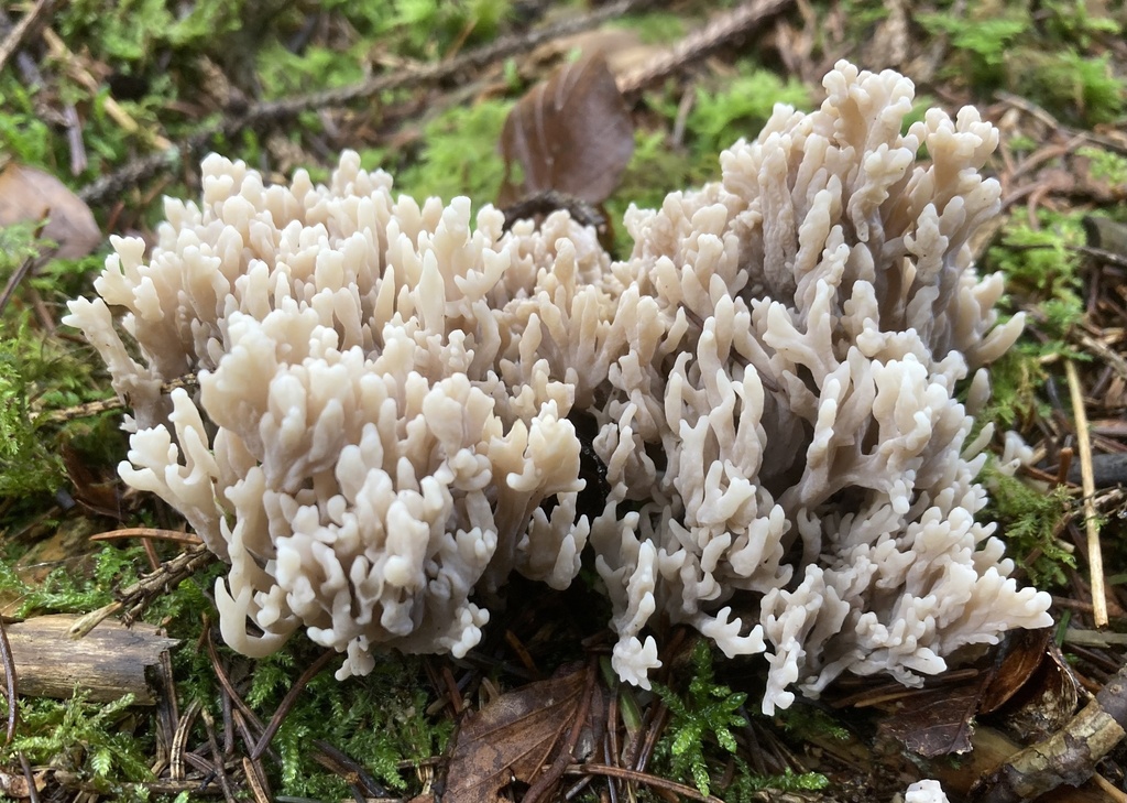 Clavulina cinerea · November 2025 · photo: © lucian_clanet (iNaturalist, cc-by)