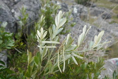 Mundulea
