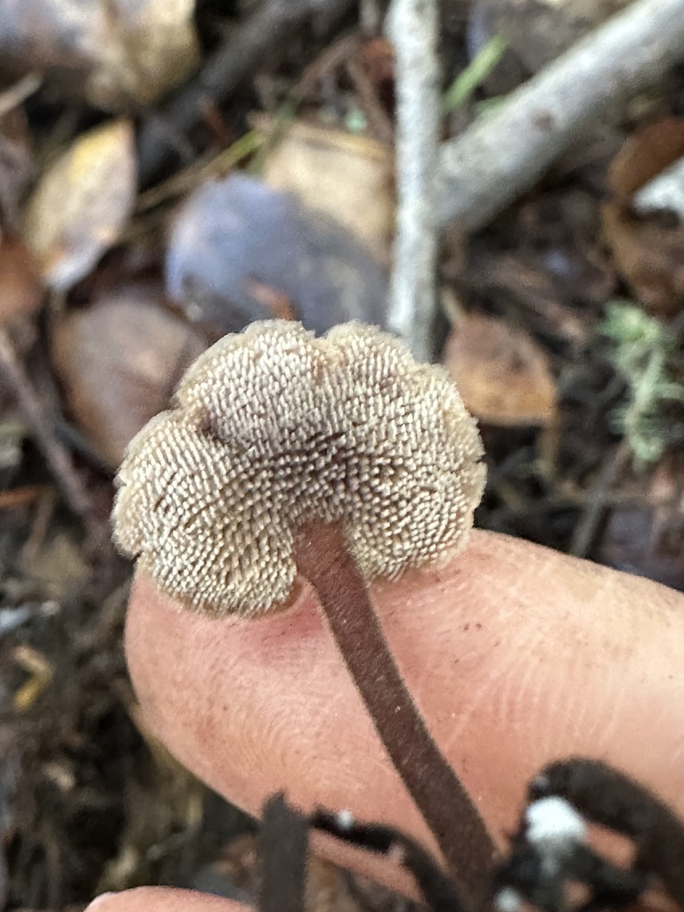Auriscalpium vulgare · November 2025 · photo: © ocean_beach_goth (iNaturalist, cc-by)