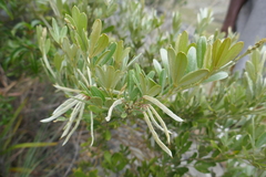 Mundulea