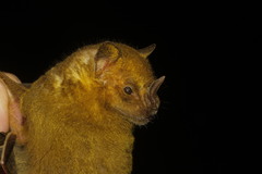 Artibeus jamaicensis yucatanicus