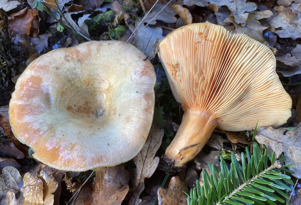 Lactarius salmonicolor · November 2025 · photo: © lucian_clanet (iNaturalist, cc-by)
