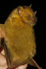 Artibeus jamaicensis yucatanicus