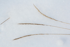Elymus gmelinii