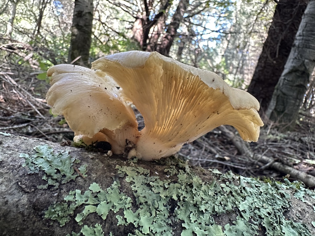 Pleurotus pulmonarius · November 2025 · photo: © ocean_beach_goth (iNaturalist, cc-by)