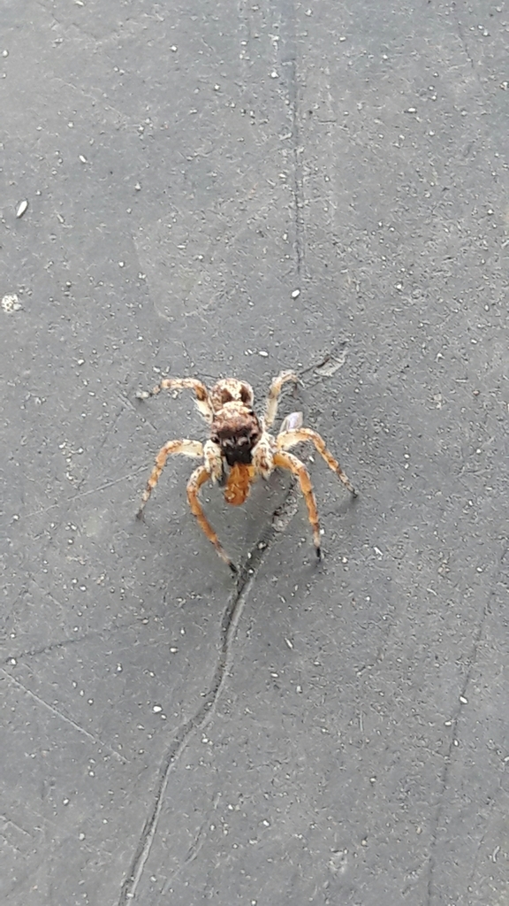 Marma nigritarsis