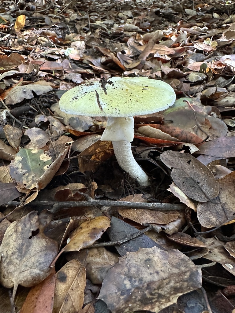 Amanita phalloides · November 2025 · photo: © ocean_beach_goth (iNaturalist, cc-by)