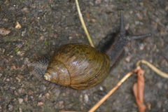 Achatina