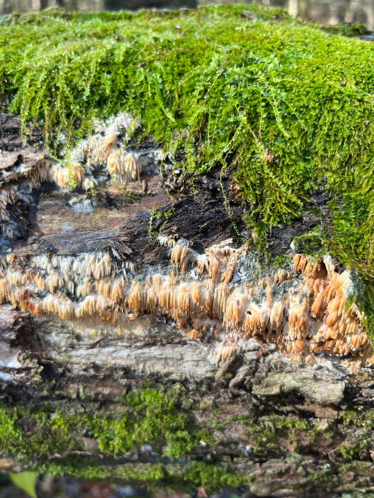 Radulomyces copelandii · November 2025 · photo: © joshua_huber (iNaturalist, cc-by-sa)