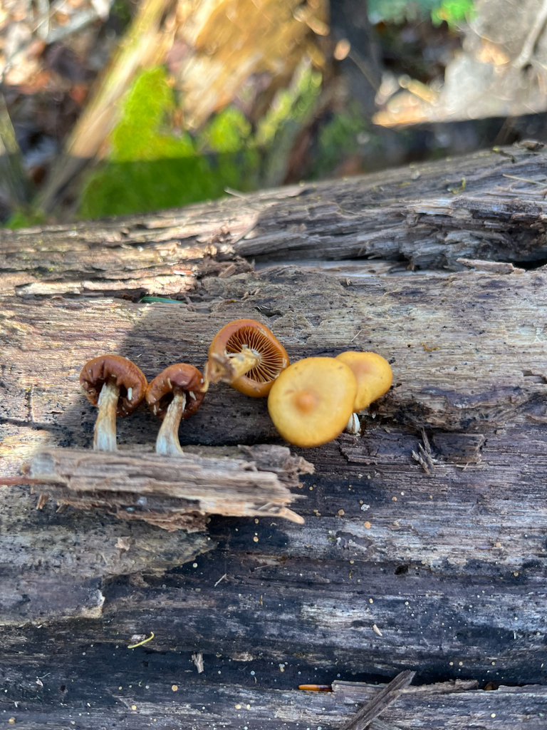 Galerina marginata · November 2025 · photo: © joshua_huber (iNaturalist, cc-by-sa)
