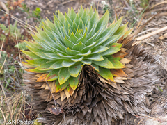 Paepalanthus alpinus, photograph author not stated, no rights reserved