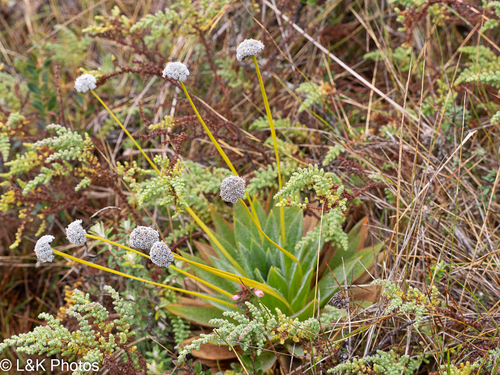Paepalanthus alpinus, photograph 5