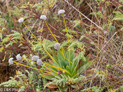 author not stated, no rights reserved Paepalanthus alpinus, photograph author not stated, no rights reserved