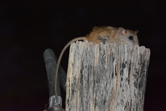 Aethomys chrysophilus