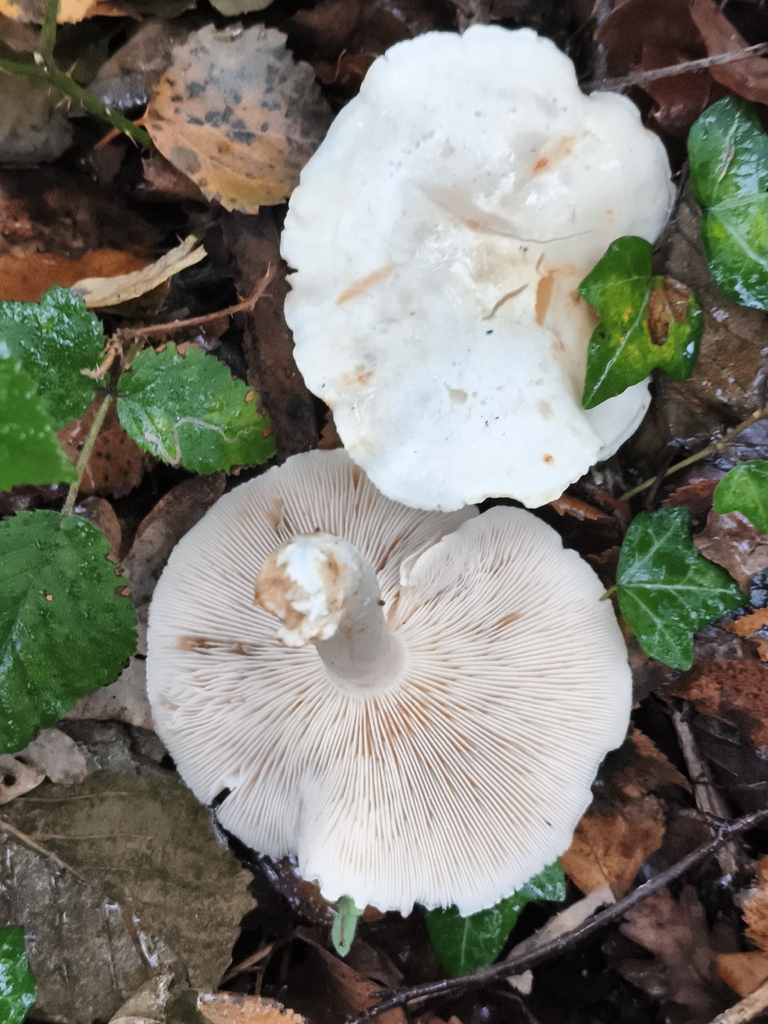 Tricholoma stiparophyllum · November 2025 · photo: © jose_castro (iNaturalist, CC)