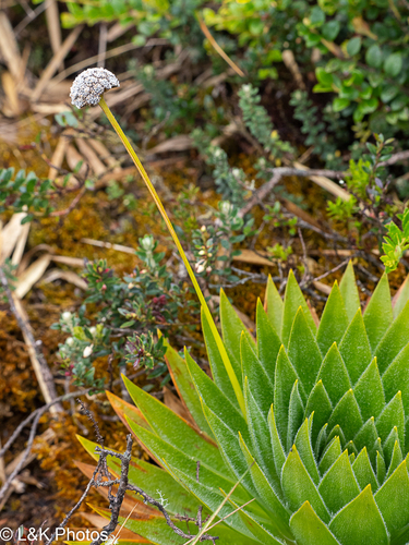 Paepalanthus alpinus, photograph 4