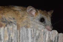 Aethomys chrysophilus