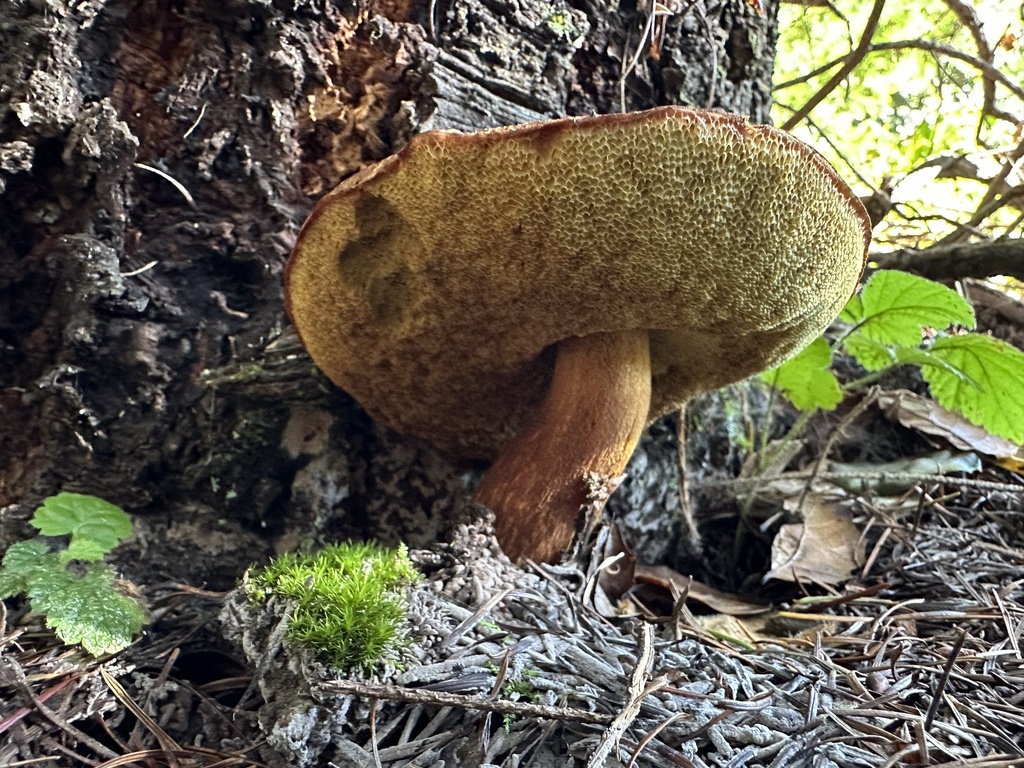 Boletus fibrillosus · November 2025 · photo: © ocean_beach_goth (iNaturalist, cc-by)
