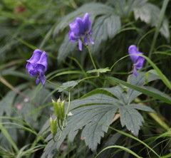 Aconitum fischeri