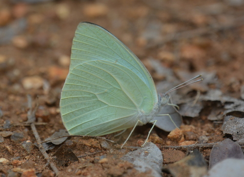 African Migrant