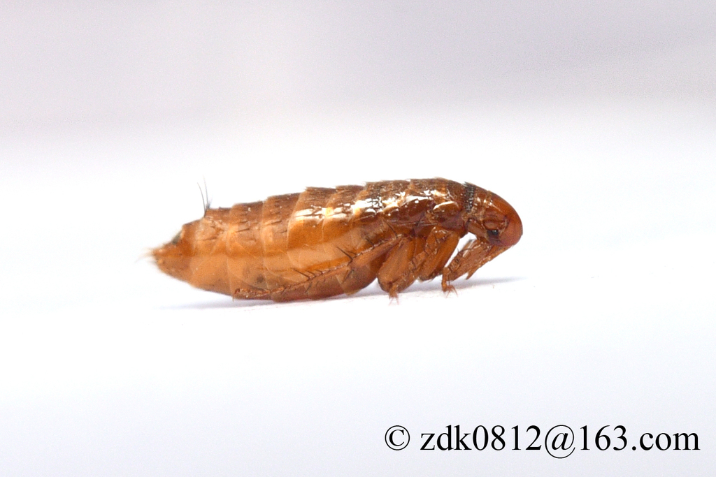 Frontopsylla