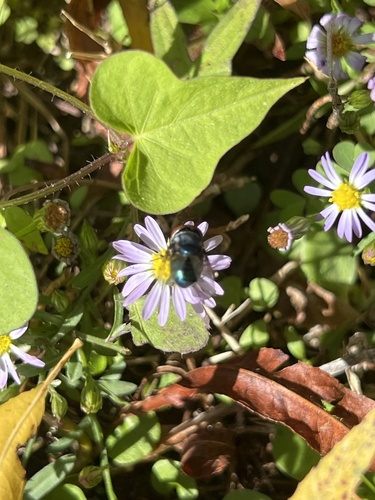 Unknown species found near Harris St, Jackson, MS, US