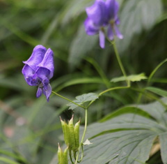 Aconitum fischeri