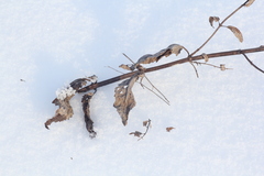 Salvia dumetorum