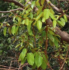 Sterculia guttata