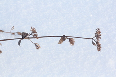 Salvia dumetorum