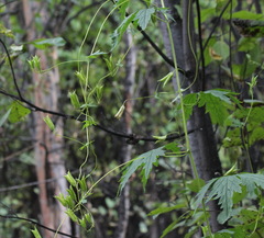 Aconitum fischeri