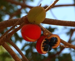 Sterculia guttata