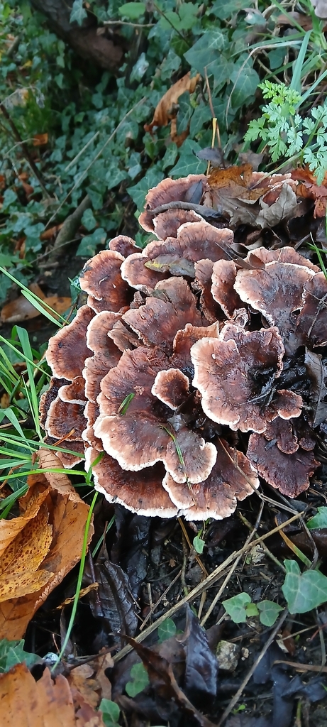 Abortiporus biennis · November 2025 · photo: © andrew2700 (iNaturalist, cc-by)