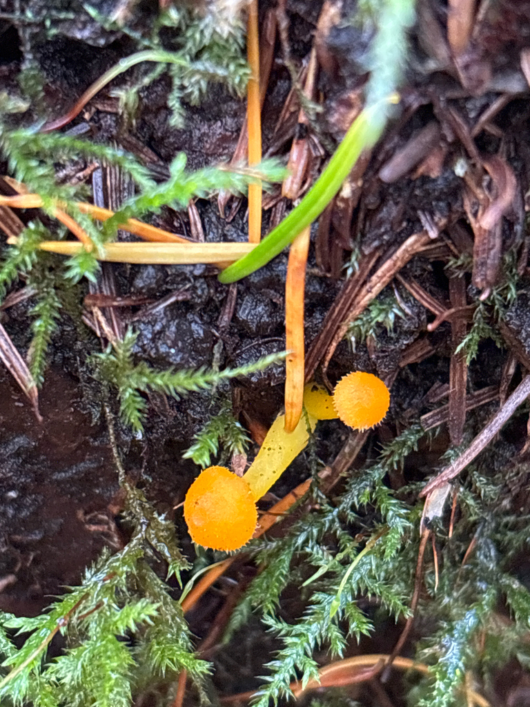 Chrysomphalina aurantiaca · November 2025 · photo: © chline (iNaturalist, cc-by)
