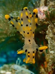 Thecacera