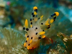 Thecacera