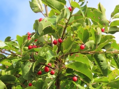Ilex pedunculosa