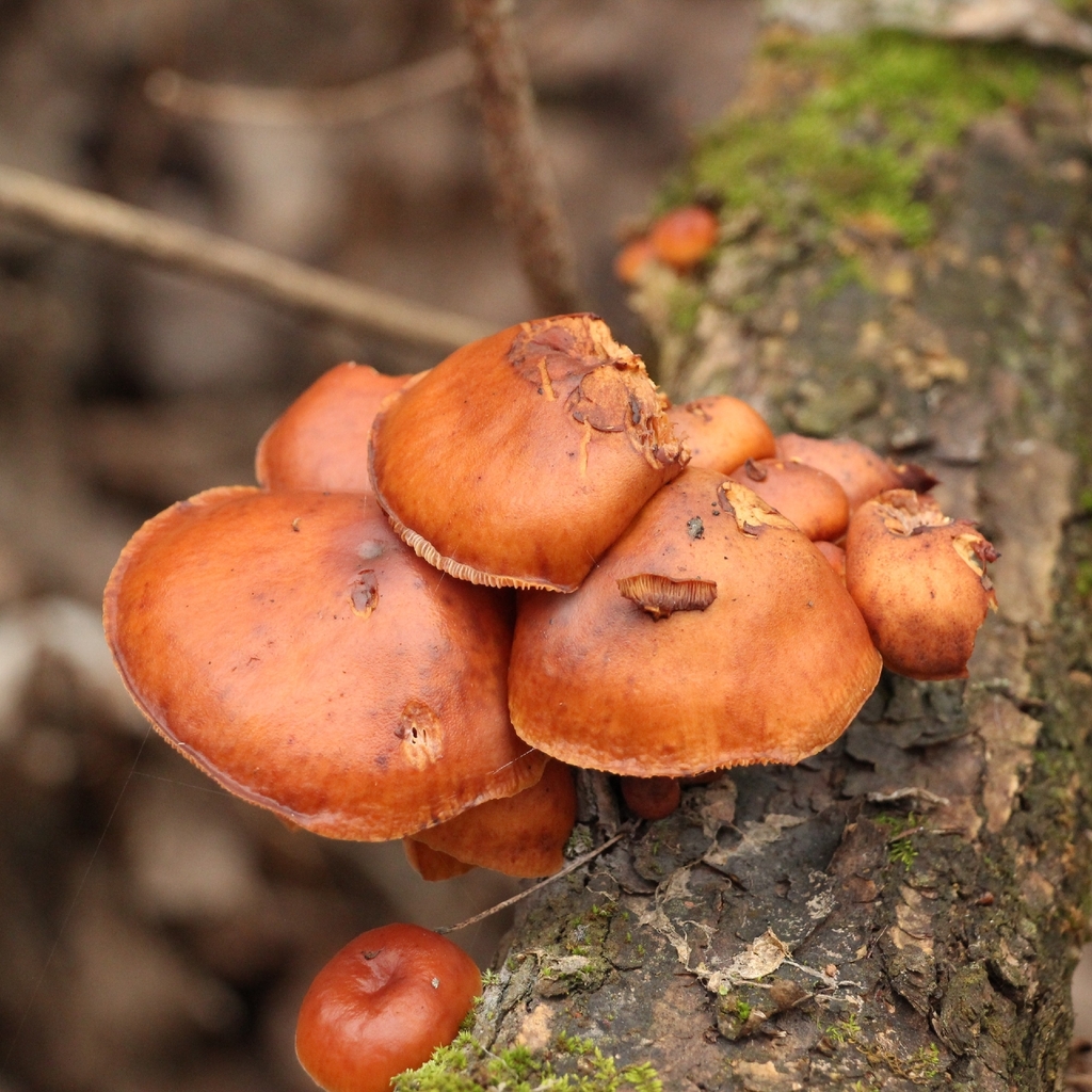 Flammulina · November 2025 · photo: © beren_ua (iNaturalist, cc-by)