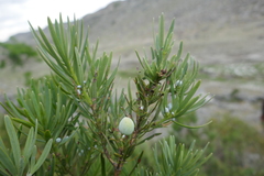 Podocarpus capuronii image