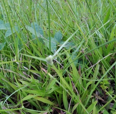 Cyperus mindorensis