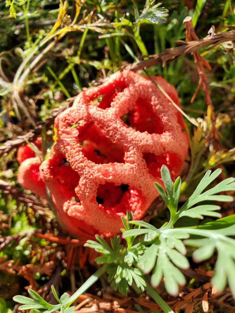 Clathrus ruber · November 2025 · photo: © maryholstege (iNaturalist, cc0)